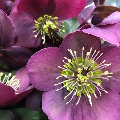 Helleborus Anna's Red Helleborus Anna's Red
