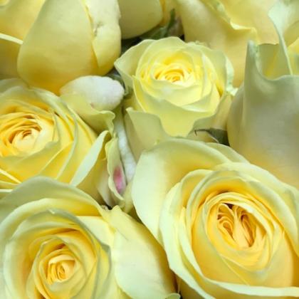 Rose Buttercup