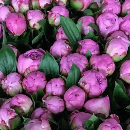 Peony Dr A Fleming