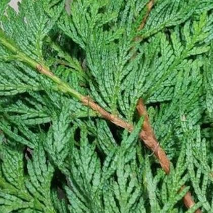 Garland Cedar Garland Cedar