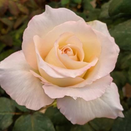 Rose Delicious Rose Delicious