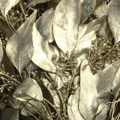 Eucalyptus Seeded Painted Gold Eucalyptus Seeded Painted Gold