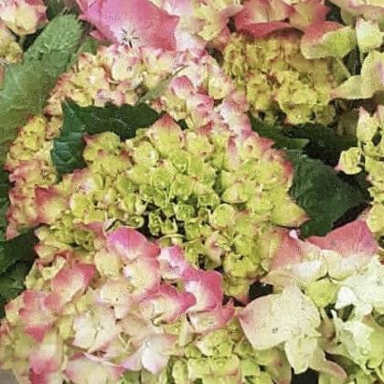 Hydrangea Green/Pink Hydrangea Green/Pink