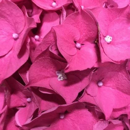 Hydrangea Hot Pink Hydrangea Hot Pink