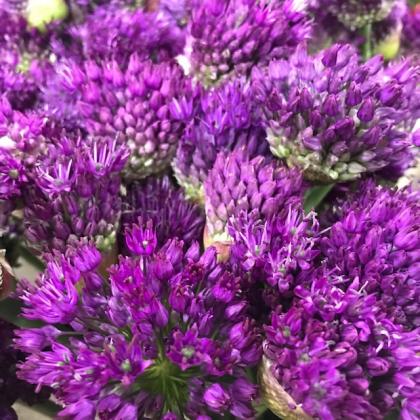Allium Allium