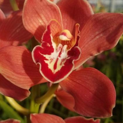Cymbidium Red Cymbidium Red