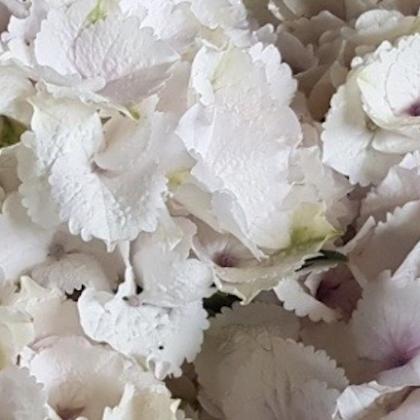 Hydrangea Blush