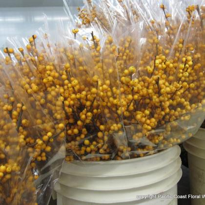 Ilex Gold