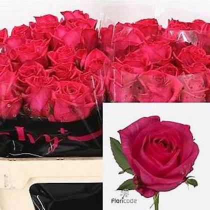Rose Ivy Rose Ivy