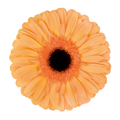 Gerbera Jetset Gerbera Jetset