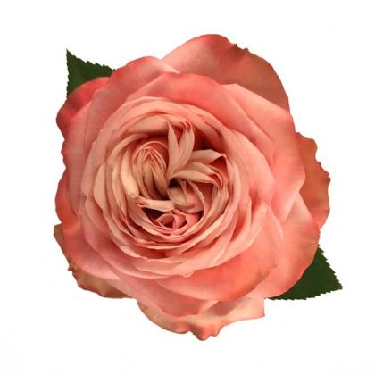 Rose Kahala Rose Kahala