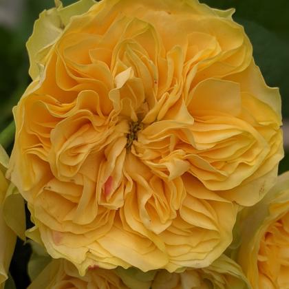 Garden Rose Kensington Gold