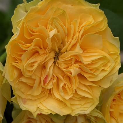 Garden Rose Kensington Gold Garden Rose Kensington Gold