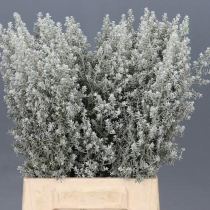 Kochia Kochia
