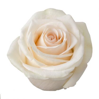 Rose La Perla Rose La Perla