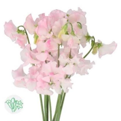 Lathyrus Light Pink