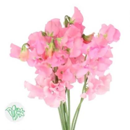 Lathyrus Pink