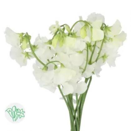 Lathyrus White Lathyrus White