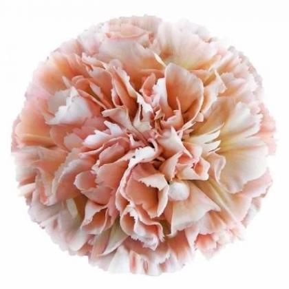 Carnation Lege Marrone Carnation Lege Marrone