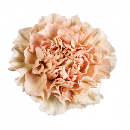 Carnation Lege Marrone Carnation Lege Marrone