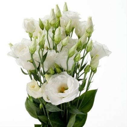 Lisianthus White Lisianthus White