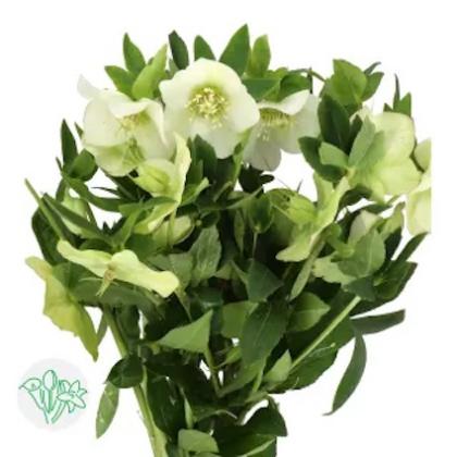 Helleborus Queens White Helleborus Quens White