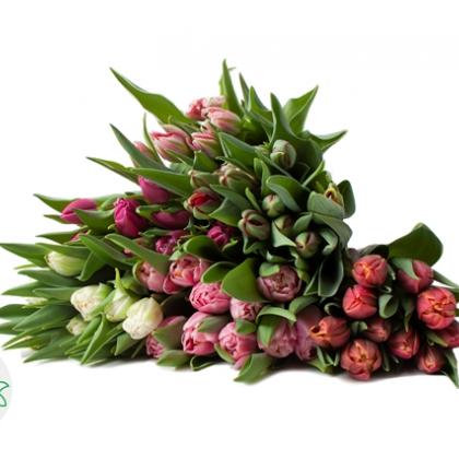 Tulip Double Valentine Asst Tulip Double Valentine Asst