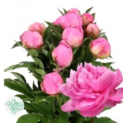 Peony Dr. Alexander Fleming Peony Dr. Alexander Fleming