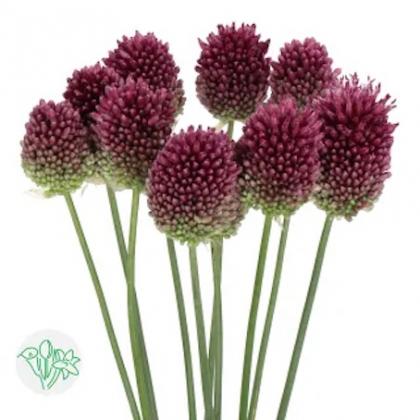 Allium Bullet Allium Bullit