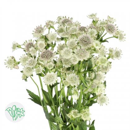 Astrantia Billion Stars