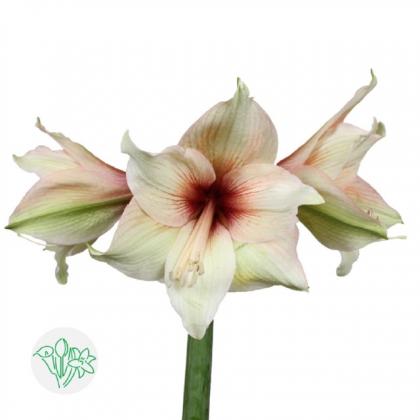 Amaryllis Mocca Amaryllis Mocca