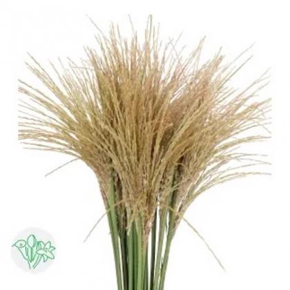 Miscanthus White Cloud