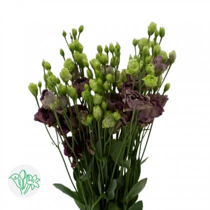 Lisianthus Roseanne Black Pearl Lisianthus Roseanne Black Pearl