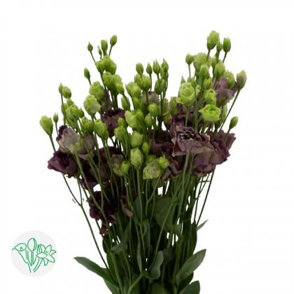 Lisianthus Roseanne Black Pearl