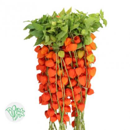 Physalis