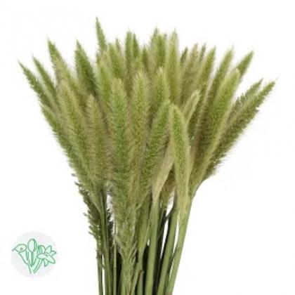 Pennisetum