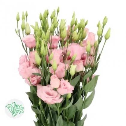 Lisianthus Lisanne Light Pink Lisianthus Lisanne Light Pink