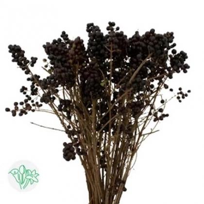 Ligustrum Ligustrum