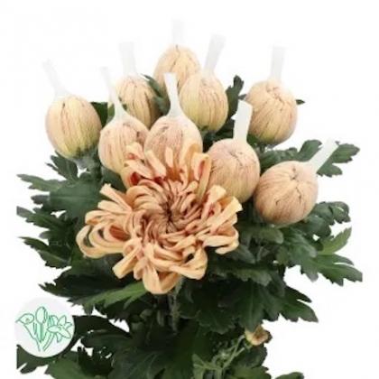 Chrys Disbud Vienna Copper Chrys Disbud Vienna Copper