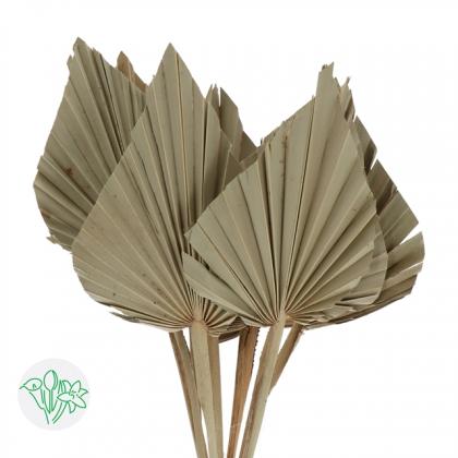 Palm Spears Natural