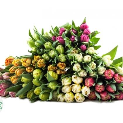 Tulip Double Asst Tulip Double Asst