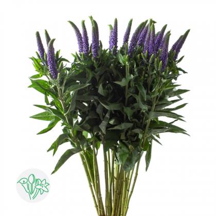 Veronica Clea Diana Veronica Clea Diana