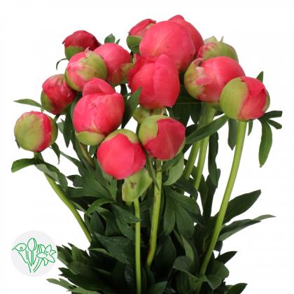 Peony Coral Charm Peony Coral Charm