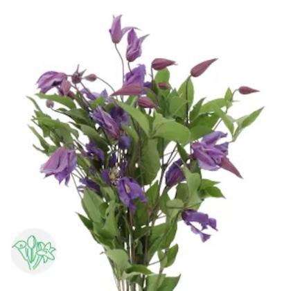 Clematis Blue Pirouette Clematis Blue Pirouette