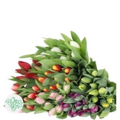 Tulips Single Tulips Single