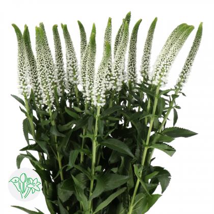Veronica Caya
