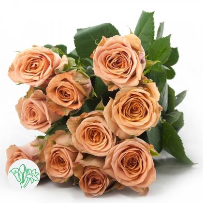 Rose Cappuccino Rose Cappuccino