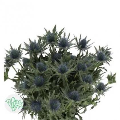 Eryngium Aquarius Eryngium Aquarius
