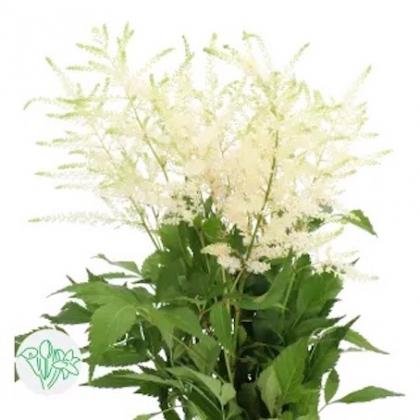 Astilbe Washington Astilbe Washington