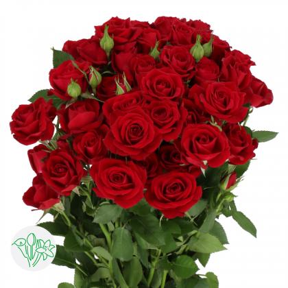 Spray Rose Rubicon Spray Rose Rubicon